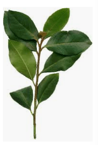 khat plant