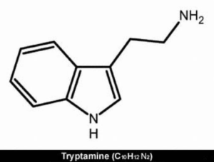 basisstructuur tryptamine